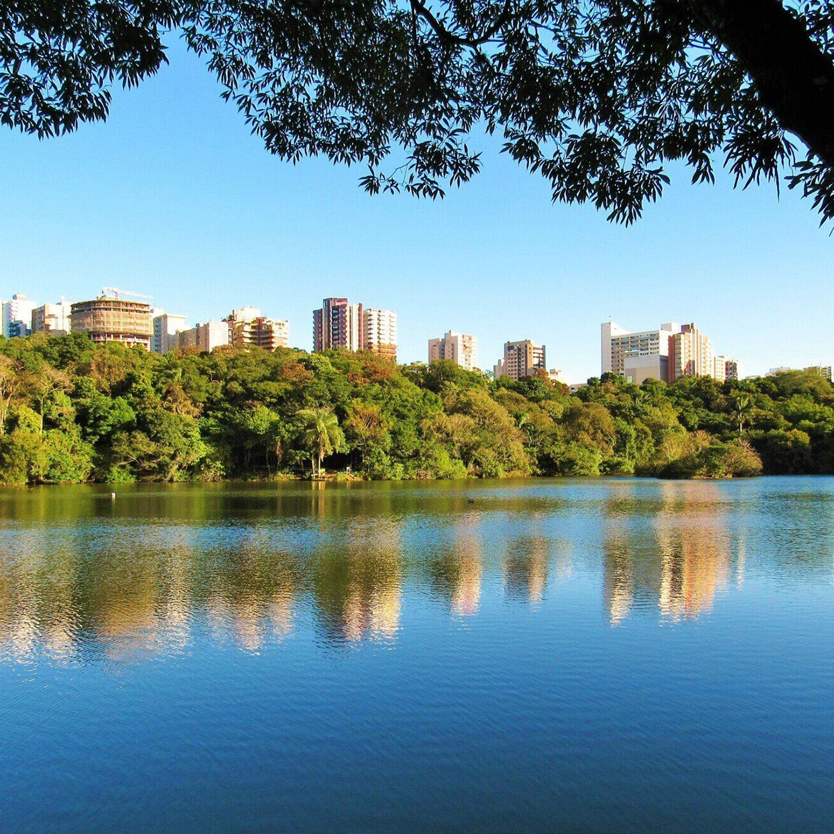 Vista de um lago cercado por vegetação com o horizonte de prédios de Maringá ao fundo.